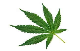 Cannabis Plant